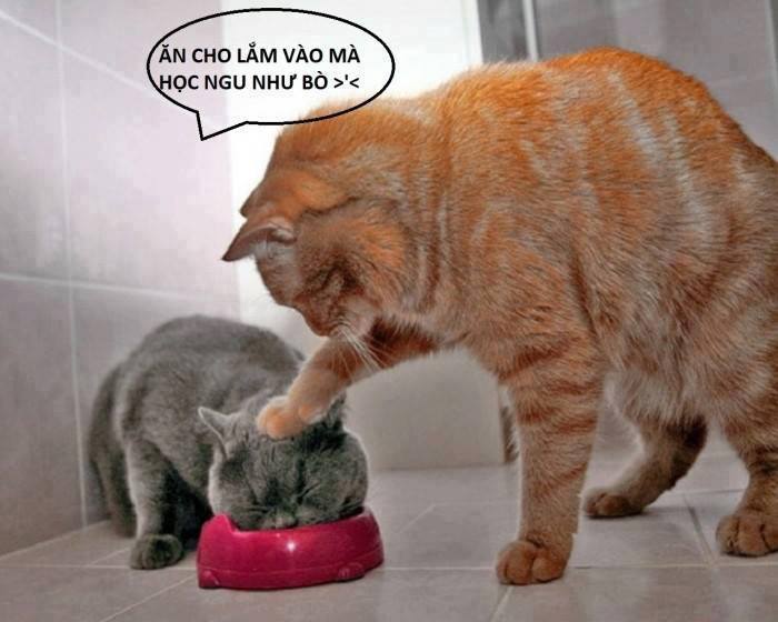 http://traiquangninh.wap.sh